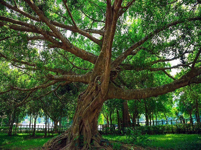 ninhbinhvietnam5.jpg